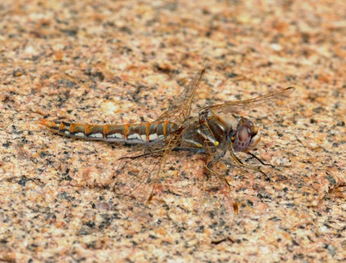 Female
2011_07_10_CO